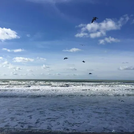 Entre Mer Et Dunes De Pin *